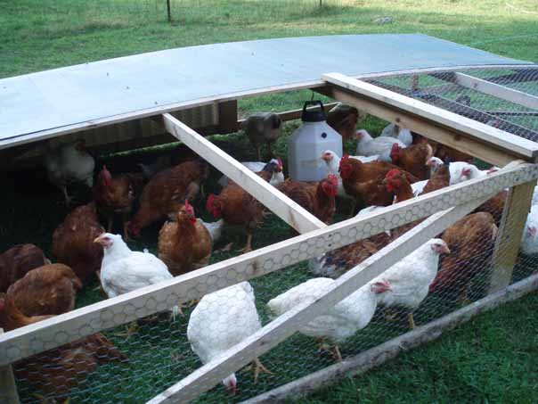 Mobile pen for pastured poultry